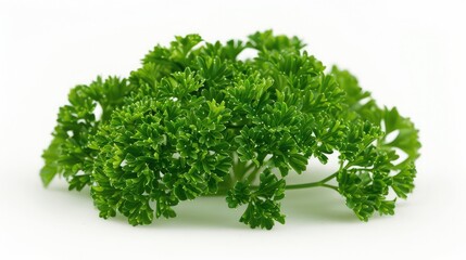 Fototapeta premium A lovely parsley seed, isolated on a white background