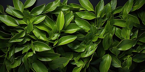 Fototapeta premium green leaves background