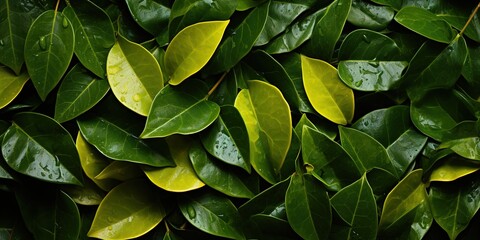 Fototapeta premium green leaves in the garden