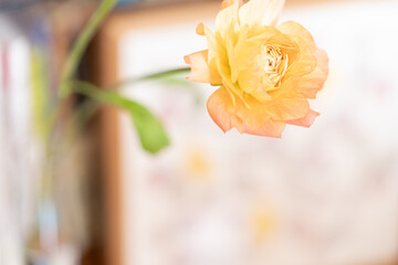 一輪のオレンジ色のラナンキュラス,花,インテリア