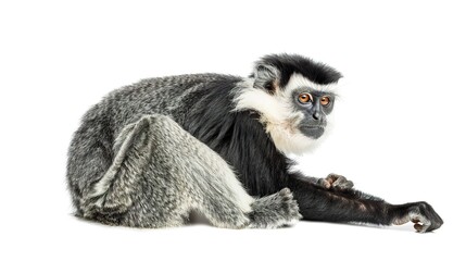 Fototapeta premium Monkey isolated on white background