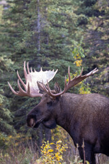 Alaska Yukon Bull Moose in Autumn in Denali National Park Alaska