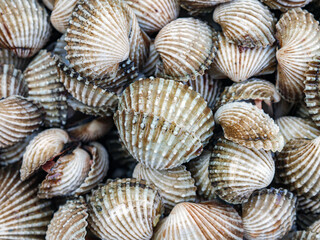 Cockle shell background Top view, Close-up of cockling, cockles, fresh food
