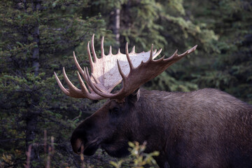 Alaska Yukon Bull Moose in Autumn in Denali National Park Alaska