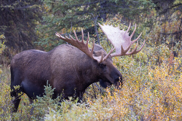 Alaska Yukon Bull Moose in Autumn in Denali National Park Alaska