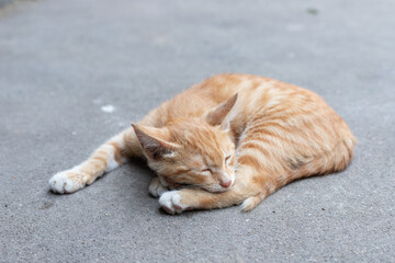 Lovely Chinese garden cat