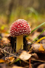 The fly agaric mushroom with its characteristic red cap and white spots stands out against the fallen autumn leaves in the forest. The beautiful fly agaric stands out against the yellow foliage.