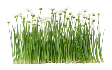 PNG Early Spring Grass flowers plant grass.