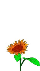 Fototapeta premium orange flower isolated on white
