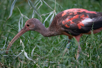 The Scarlet Ibis, sometimes called the Red Ibis (Eudocimus ruber).