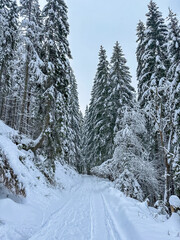 Snow covered trees in the winter forest with road