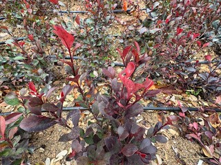 Fraser photinia, red tops (Photinia x fraseri), Vibrant red green leaves. close up Red tip photinia and Christmas berry, is rose family, Rosaceae. It is a hybrid between glabra and serratifolia.
