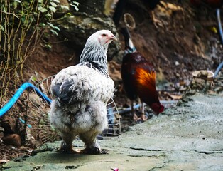 Un pollo blanco musculoso y bien formado se presenta con confianza sobre un fondo neutro, destacando su impresionante físico. La imagen combina fuerza y avicultura de manera única y humorística.