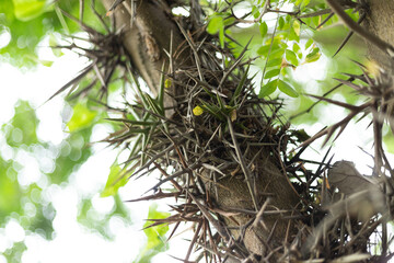 Chinese medicinal plant Gleditsia sinensis