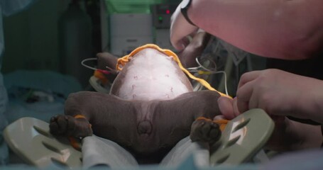 The dog under anesthesia on the surgical table, when the veterinary team works by placing equipment for monitoring life indicators. The doctors team prepares the dog for surgery. - Powered by Adobe