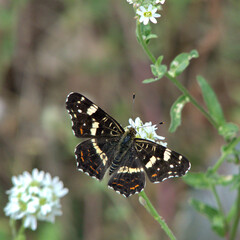 butterfly araschnia levana on a white flower, c