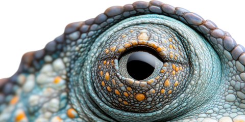 Close-up of lizard eye with colorful scales isolated on transparent background