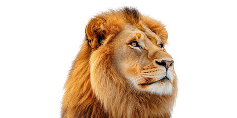 Majestic lion portrait facing right isolated on transparent background