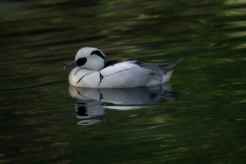 The Smew (Mergellus albellus), a species of duck.