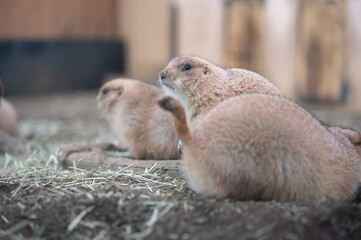 寄り添うプレーリードッグ