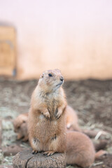 寄り添うプレーリードッグ