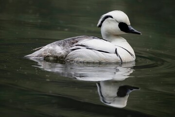 The Smew (Mergellus albellus), a species of duck.