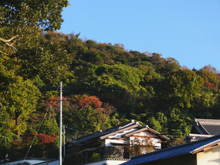 Naklejka premium 日本の秋の山と寺