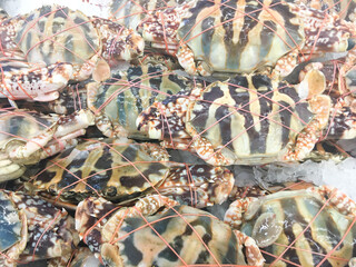 Fresh Musk Crabs on Ice