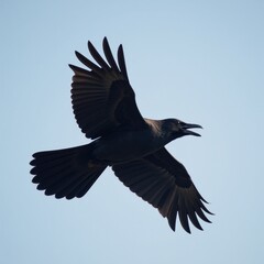 Fototapeta premium Flying black raven with regal grace