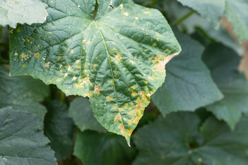 Diseased wax gourd vine leaves