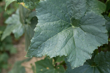 Green wax gourd vine leaves