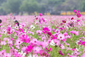 Obraz premium Cosmos field at Jim Thompson Farm, Nakhon Ratchasima Thailand, including other beautiful flowers and important exhibitions held every year in December.