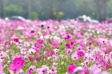 Obraz premium Cosmos field at Jim Thompson Farm, Nakhon Ratchasima Thailand, including other beautiful flowers and important exhibitions held every year in December.
