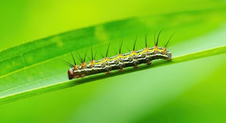 Fototapeta premium Vibrant caterpillar on fresh green leaf in nature