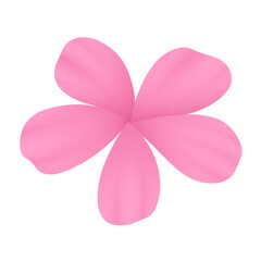 pink flower isolated on white