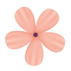  flower isolated on white