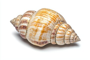 A beautifully patterned seashell with a smooth surface, showcasing shades of orange and cream, perfect for decorative purposes or marine studies.