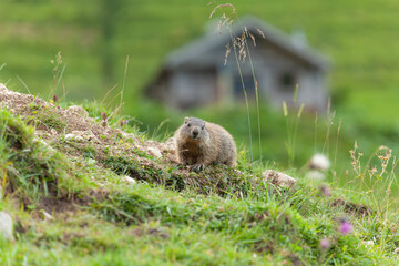 junges Alpenmurmeltier (marmota marmota) traut sich aus seinem Tunneleingang raus und läuft auf der Alm. In Kleinzemmalm, Österreich. Berghütte im Hintergrund.