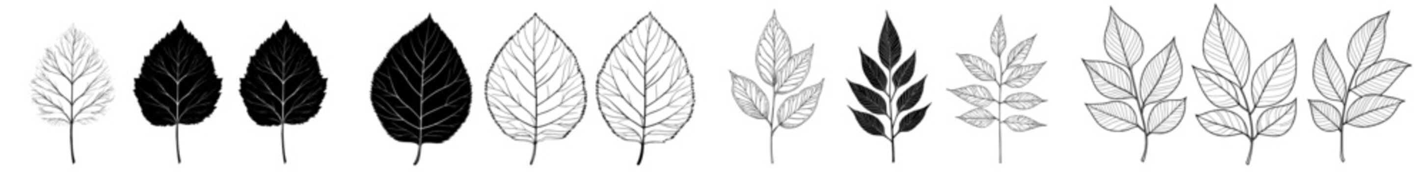 A contemporary illustration of an ash tree leaf, featuring an outline, silhouette, and line art drawing.