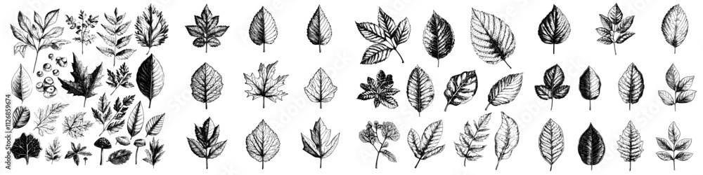 Poster collection of field grass leaves in various shapes. ink texture leaf print, isolated on a white back