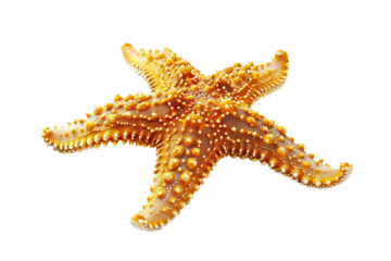 Brightly Colored Starfish Isolated on Transparent Background