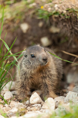 junges Alpenmurmeltier (marmota marmota) schaut aus seinem Tunneleingang heraus. In Kleinzemmalm, Österreich.