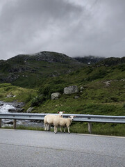 Norway. Mountains, fjords. landscape in Scandinavia in summer. Sheep in the mountains