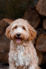 portrait of a dog, labradoodle