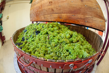 en Champagne, pressoir traditionnel en bois avec des grappes de raisin blanc, cépage chardonnay, ...
