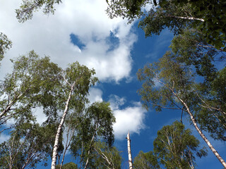 Birkenwald im Sommer vor blauem Himmel mit weißen Wolken im Nordpfälzer Bergland in der Nähe des...