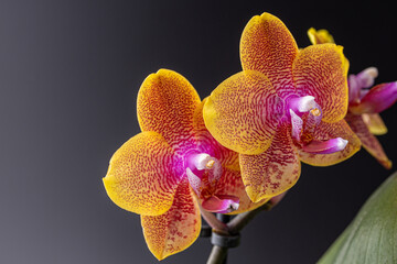 Floral concept. Orchid growing tips.  Most commonly grown house plants. Orchids blossom close up....