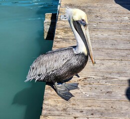 A close-up of a pelican perched on a wooden pier, surrounded by calm azure waters.