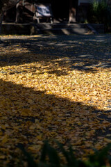 鎌倉2412　英勝寺2　銀杏黄葉