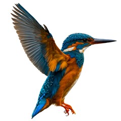 Fototapeta premium Kingfisher